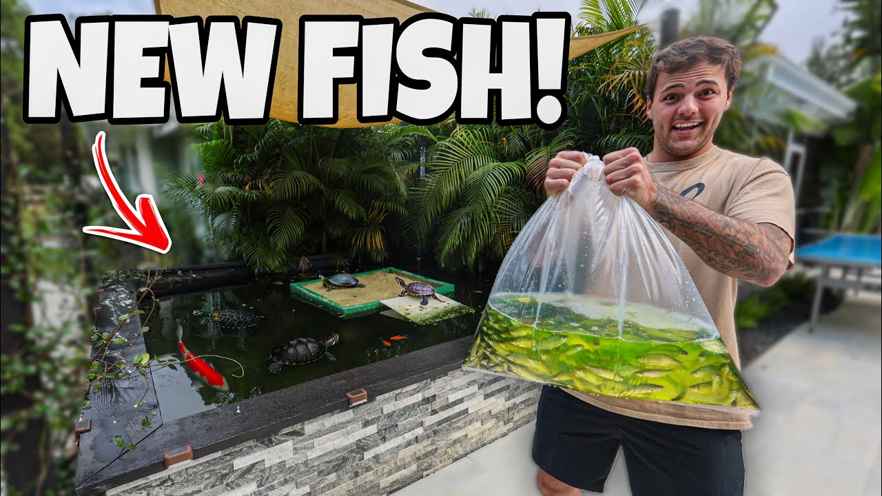 Buying 200 HUNDRED FISH for My Backyard POND!!