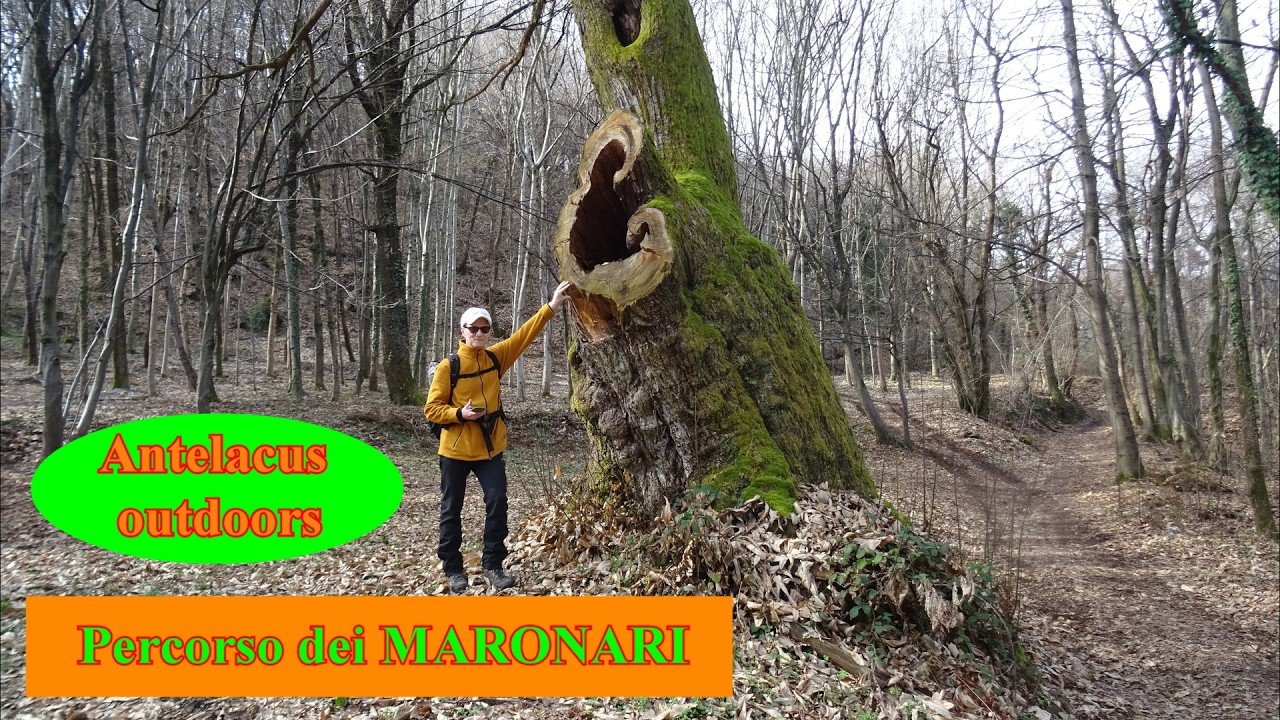 Percorso dei maronari - Da Monte di Malo (VI), tra maestosi castagni plurisecolari