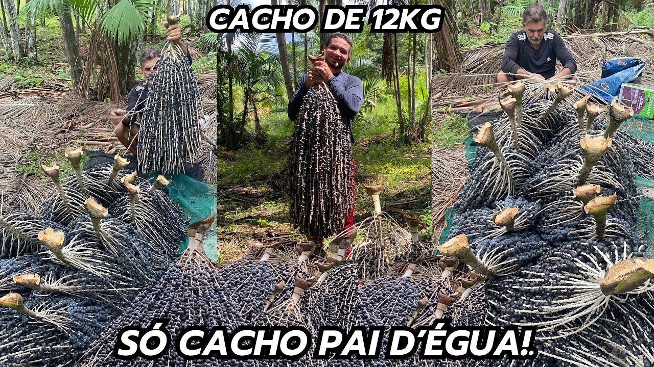CACHOS DE AÇAÍ QUE CHEGAM A DAR UMA LATA!.