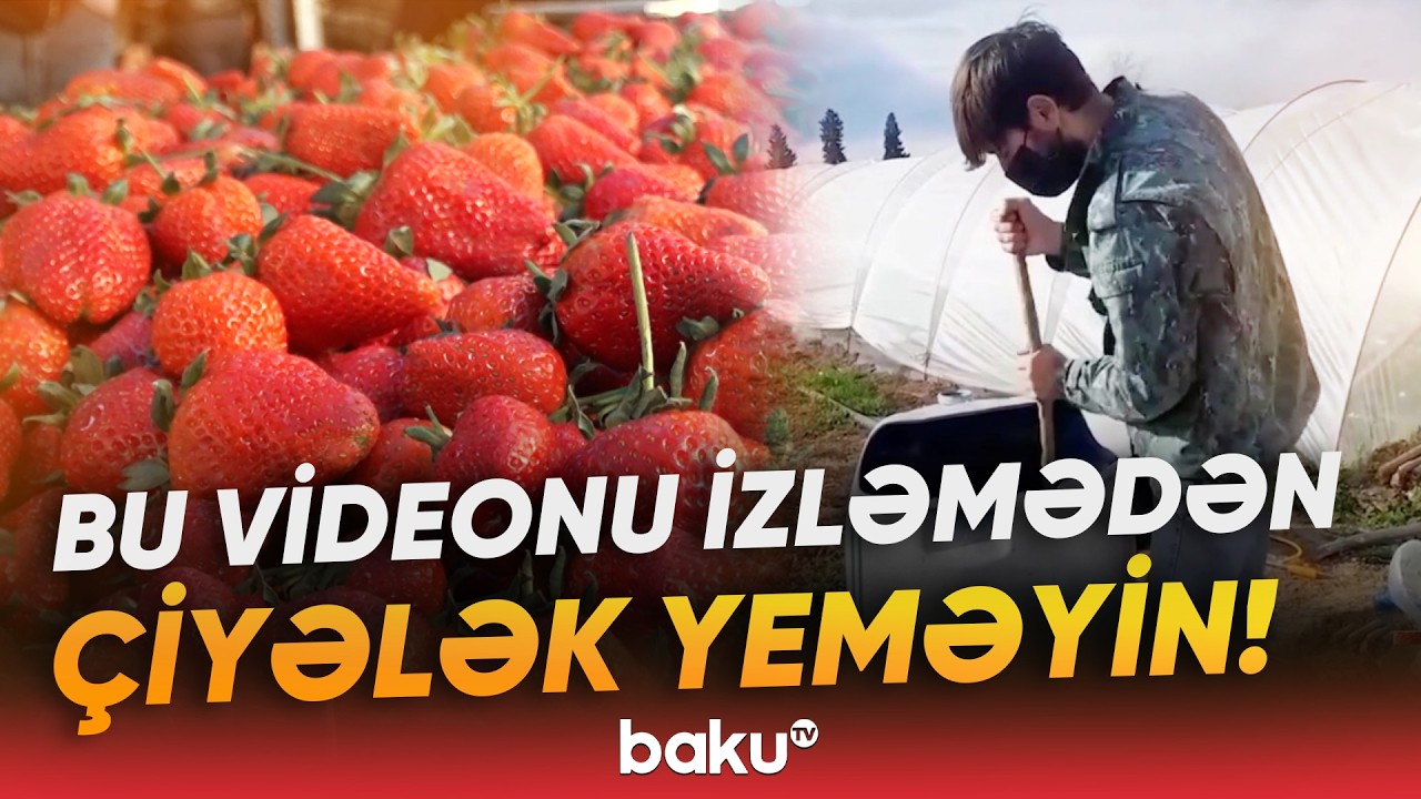 &Ccedil;iyələklərə kimyəvi maddələr vurulur? | AQTA yayılan g&ouml;r&uuml;nt&uuml;lərlə bağlı a&ccedil;ıqlama verdi - Baku TV