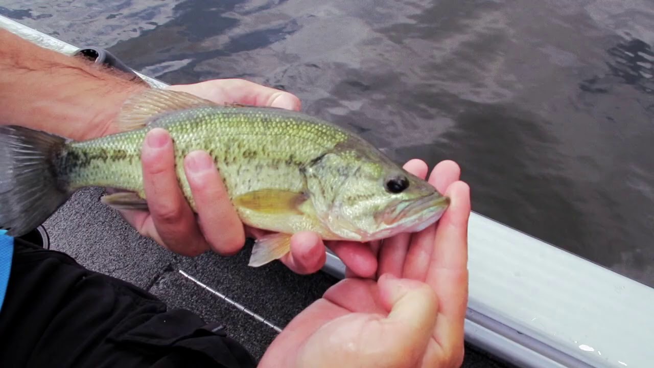 #LearntoFishOnline | Smallmouth and Largemouth Bass