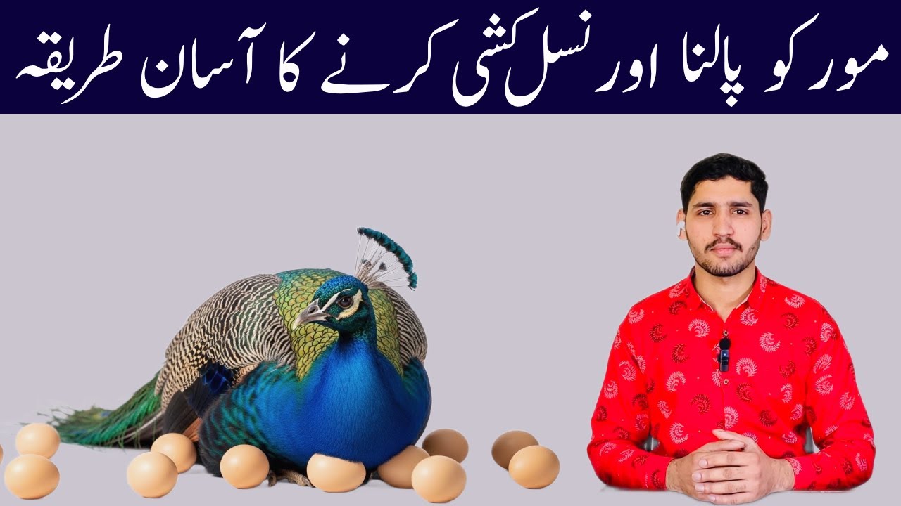 World's Most Beautiful Peacock | How To Raise Peacock Chicks | Nature Lover Bird