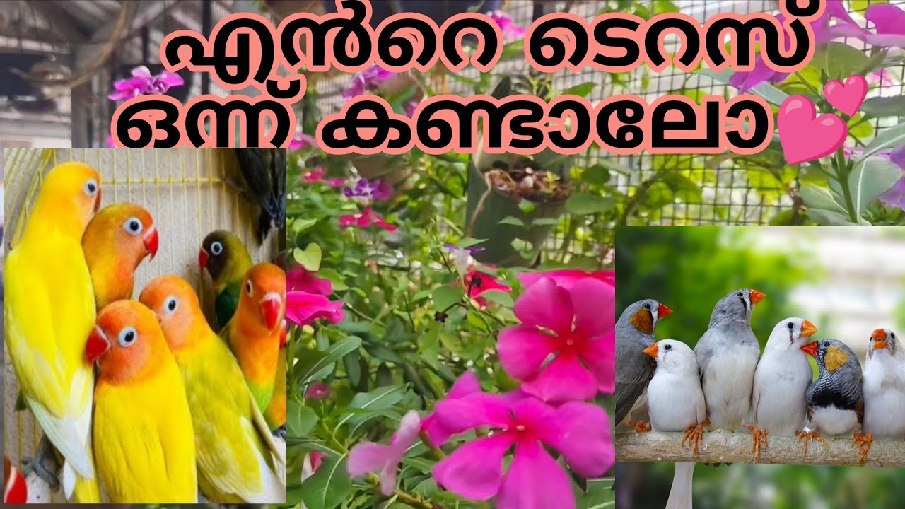 ടെറസിലെ ഇപ്പോഴത്തെ അവസ്ഥ | Garden of Wings | Terrace Aviary | Aviary Setup 