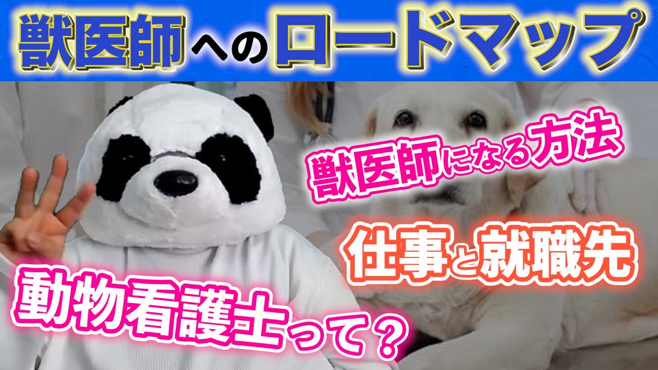 獣医師になる方法【ロードマップ】
