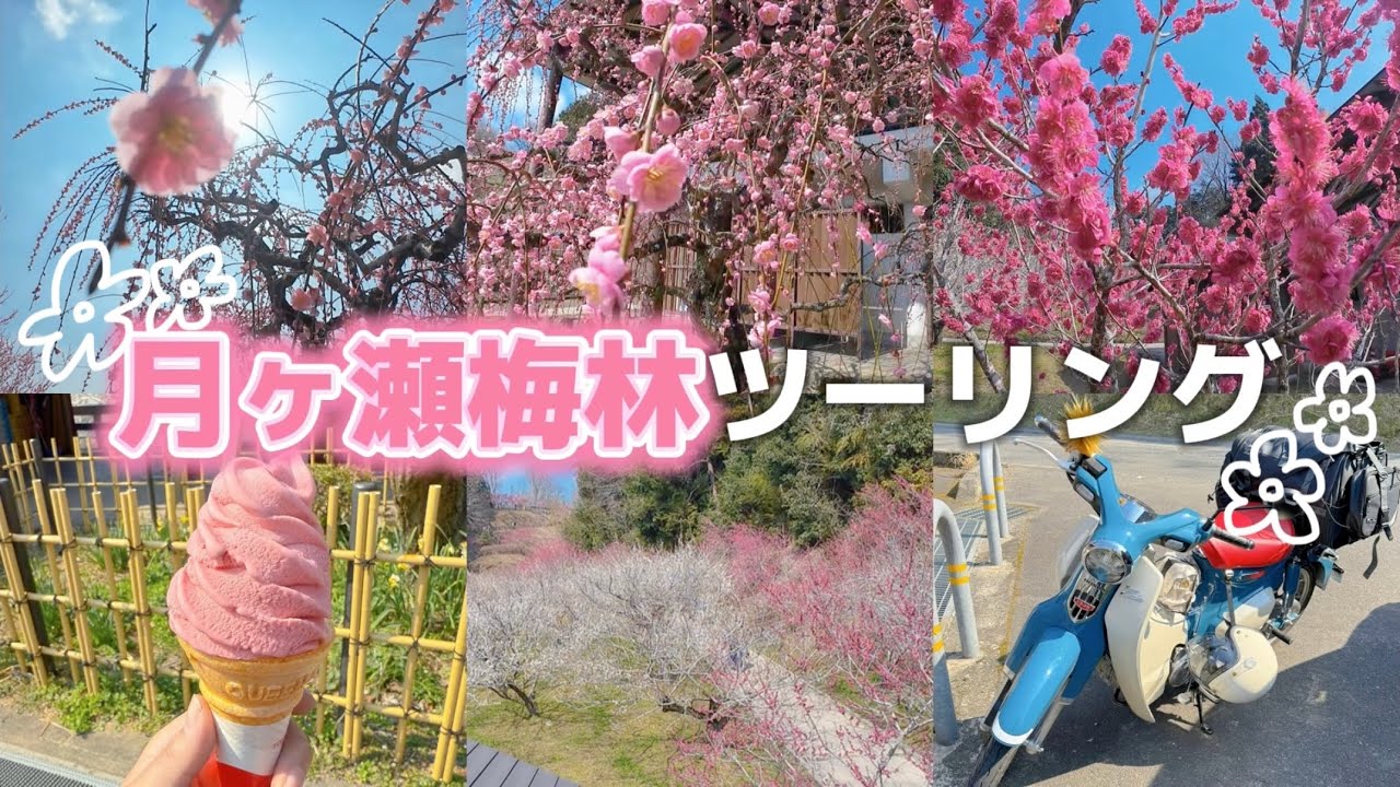 スーパーカブに乗って梅を見に行った日🌸【月ヶ瀬梅林】