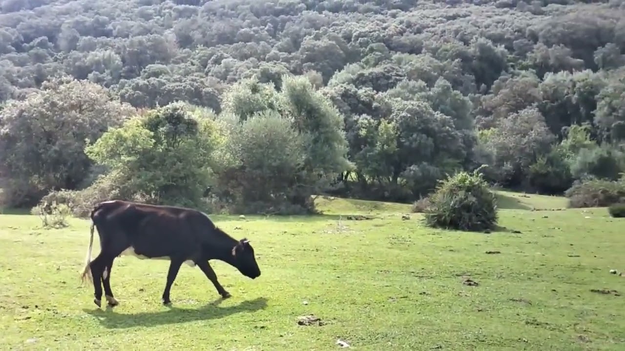 الطبيعة الساحرة ...سيدي بلعباس ...مع صوت القرآن الكريم