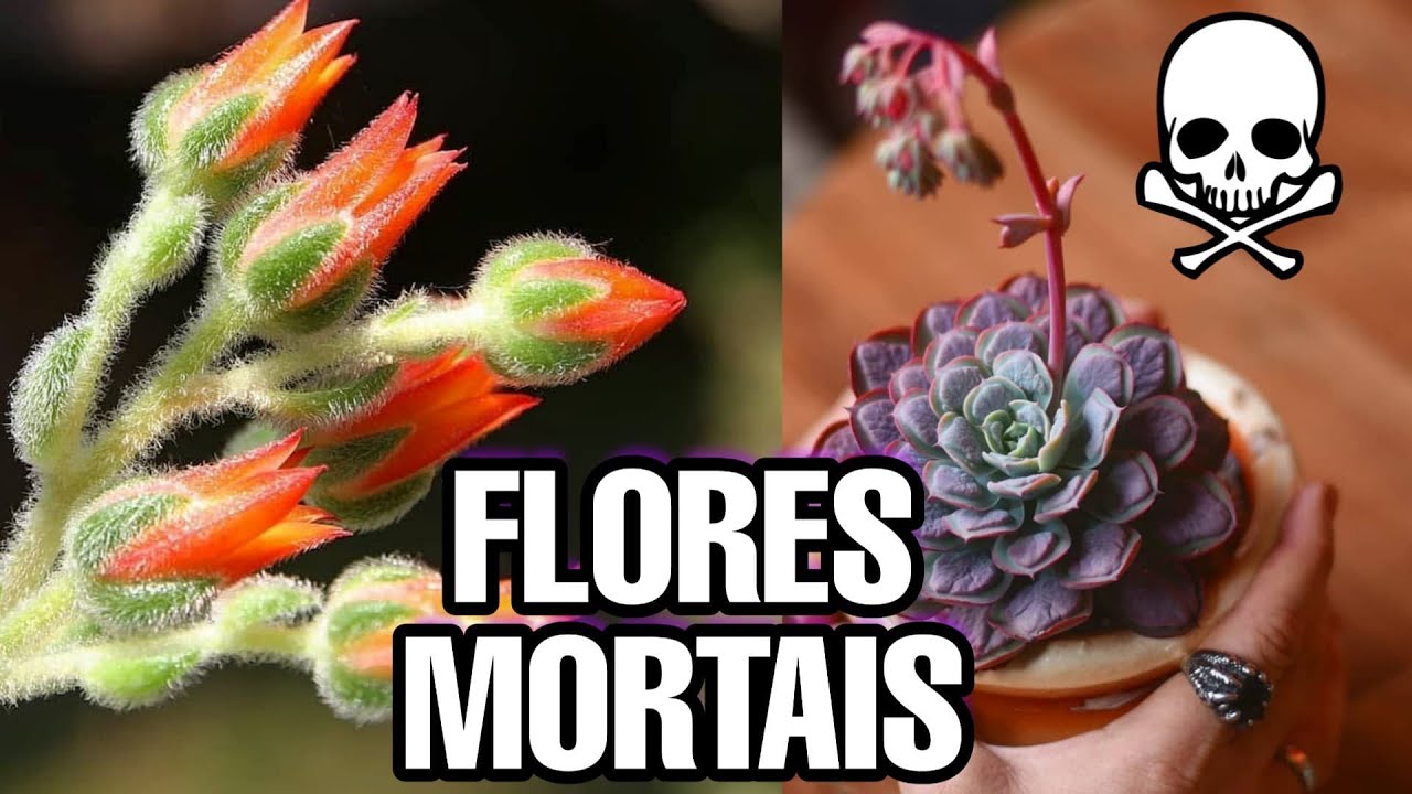 As FLORES enfraquecem as SUCULENTAS ?