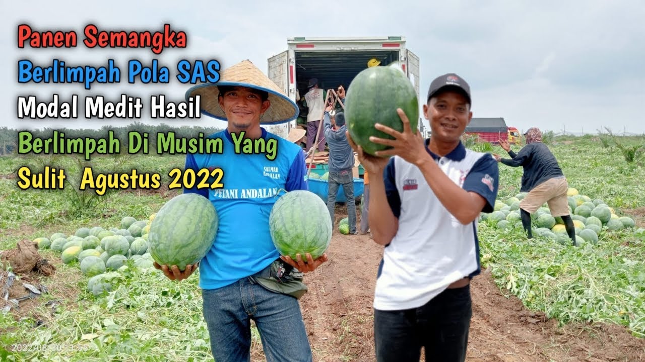 Panen Semangka Berlimpah Pola SAS || Modal Medit Hasil Berlimpah Di Musim Yang Sulit Agustus 2022