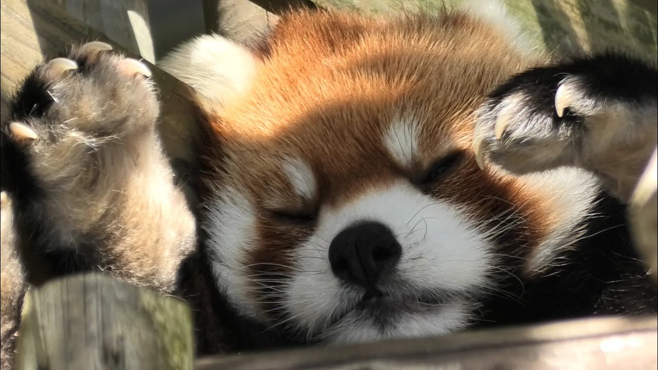 ミンファのあくび🥱