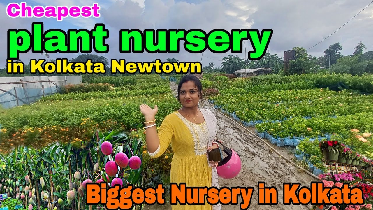 Cheapest plant nursery in Kolkata Newtown | biggest nursery in Kolkata | Nursery in Newtown 🌺💚🍇🥭🏞