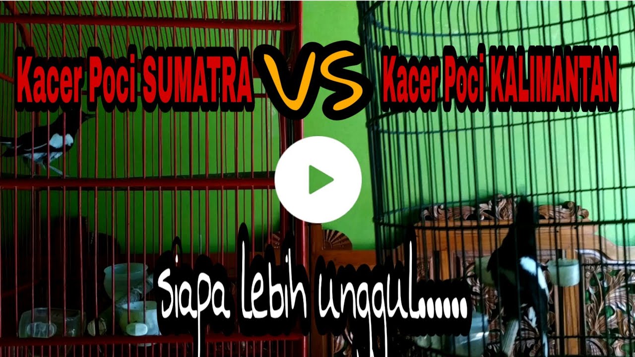 Kacer poci Sumatra vs Kalimantan,  awalnya ngotot fighter tapi akhirnya...