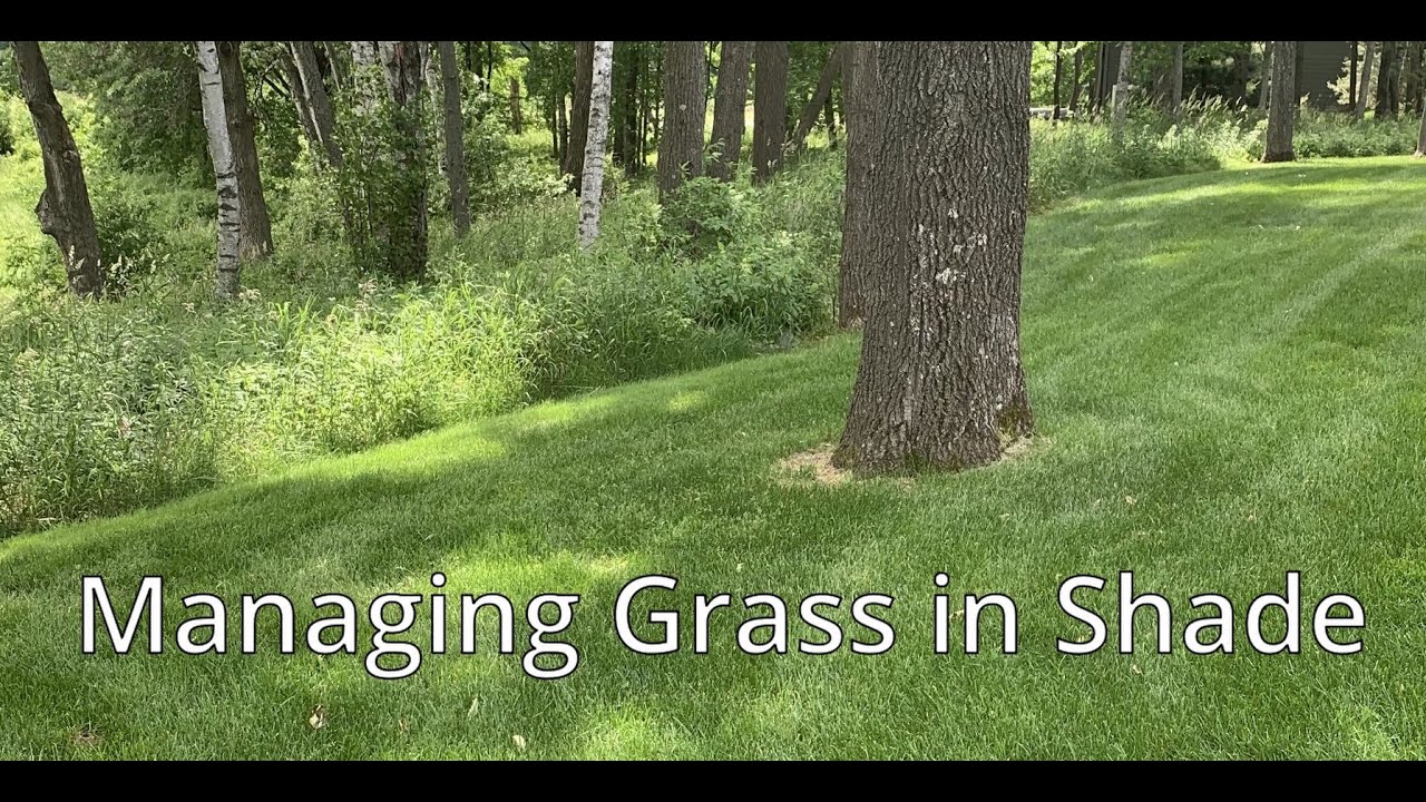 Managing Grass In Shade
