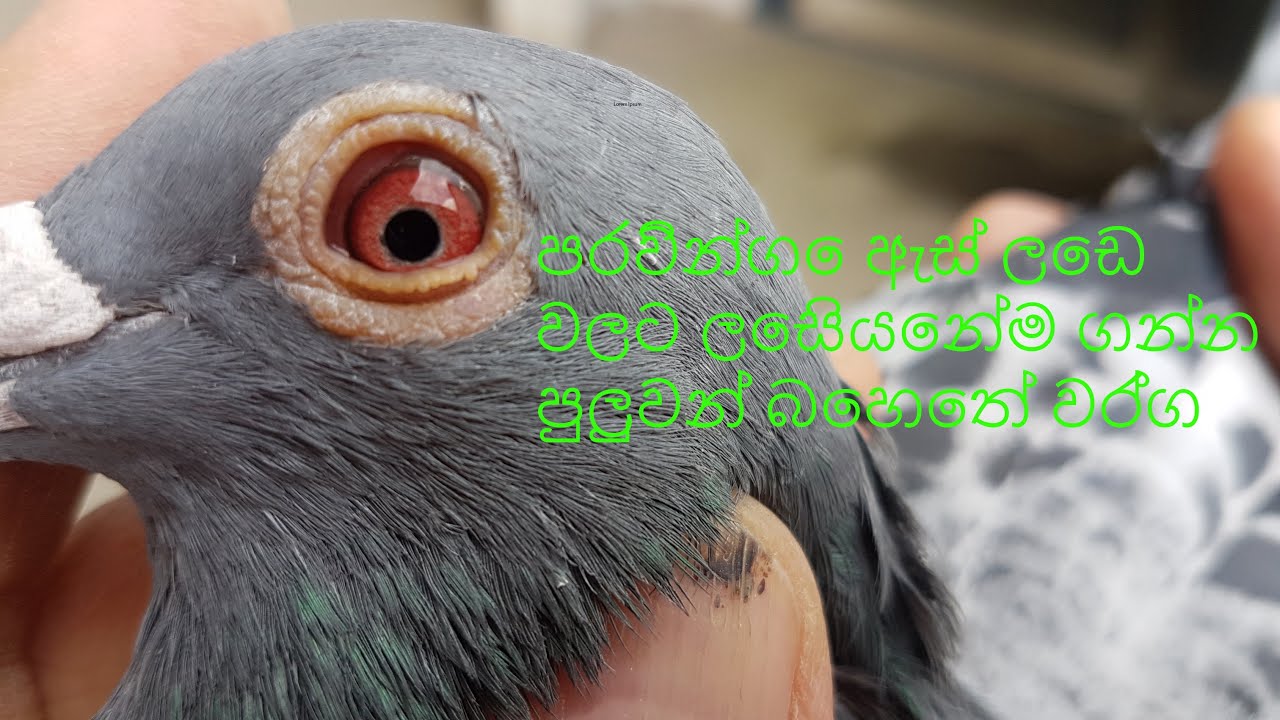 Pigeon sick eyes /පරවින්ගෙ ඇස් ලෙඩ වලට ලෙසියෙන්ම හොයගන්න පුලුවන් හොදම බෙහෙත් වර්ග/SL PET PARADISE