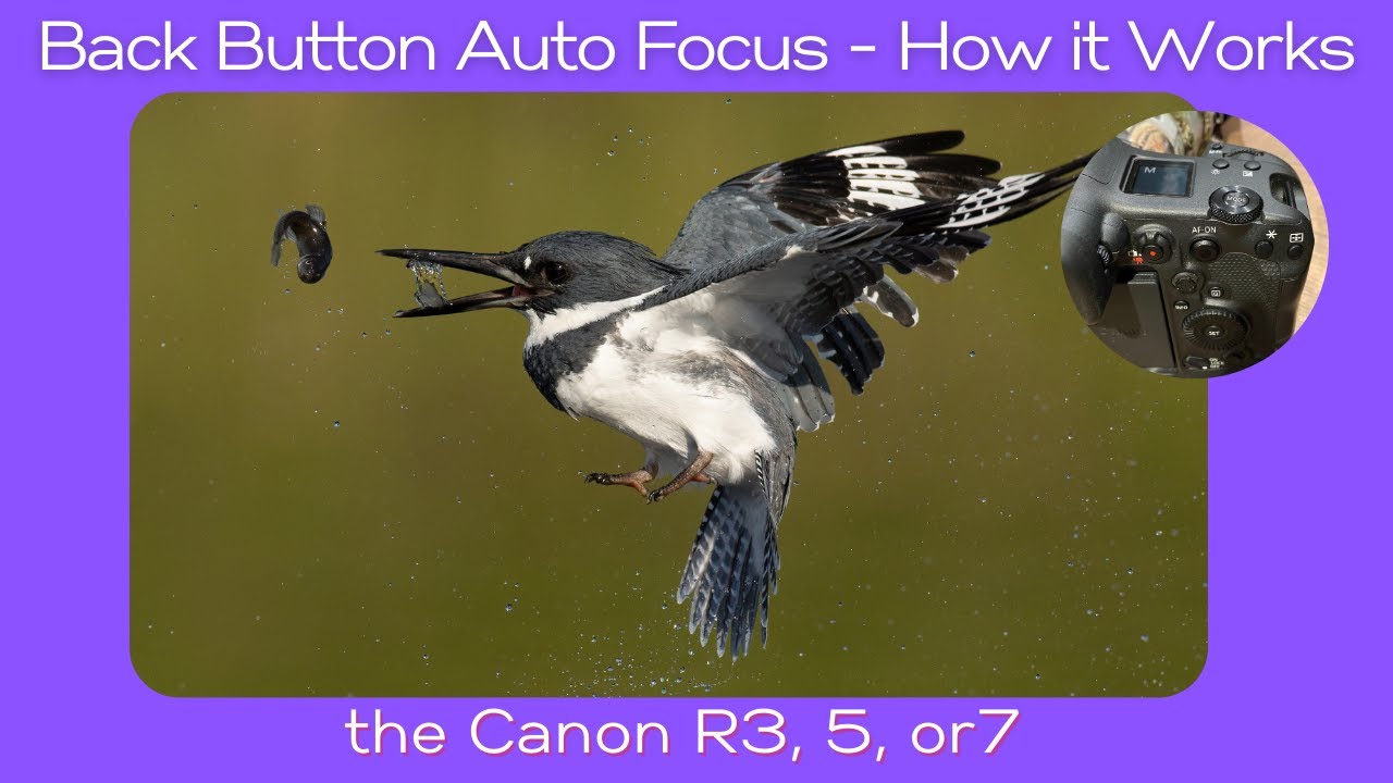 Автофокусировка кнопкой «Назад» — как она работает на Canon R7, R5 и R3