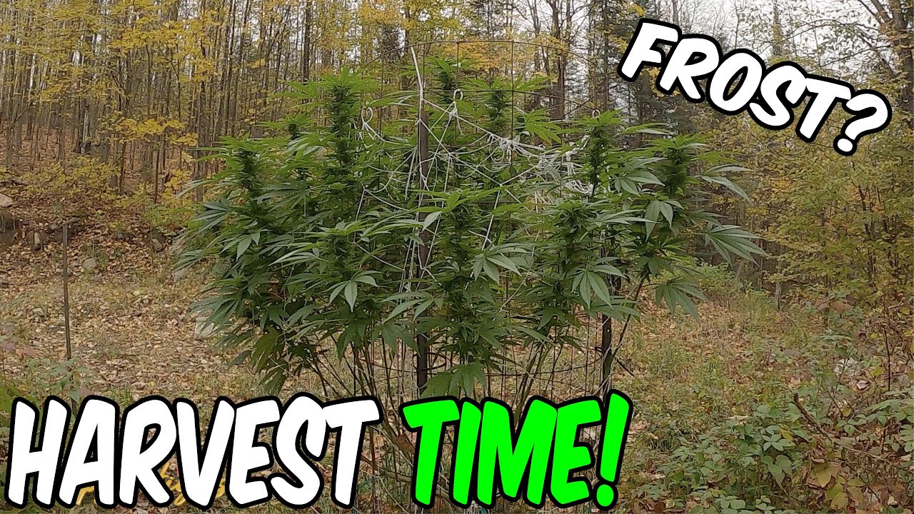 Outdoor Guerilla Grow Ep.4 Harvest Time! Below Freezing at Night!!!