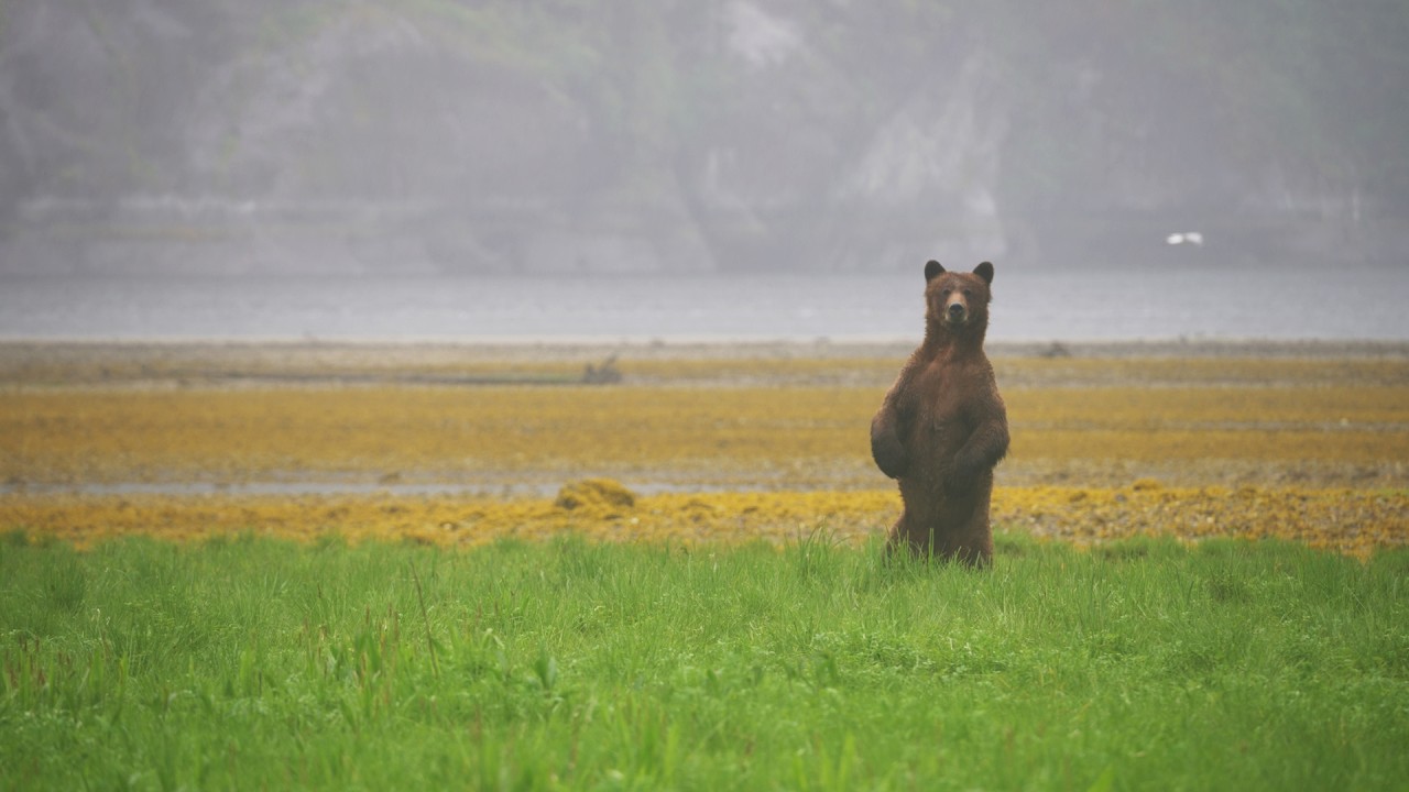 Spring in the Great Bear Rainforest | Spirit Bear Lodge, British Columbia, Canada