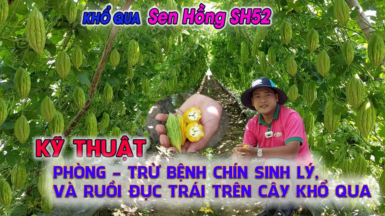 Kỹ thuật phòng trừ bệnh chín sinh lý và ruồi đục trái trên cây khổ qua - Khổ qua Sen Hồng SH52