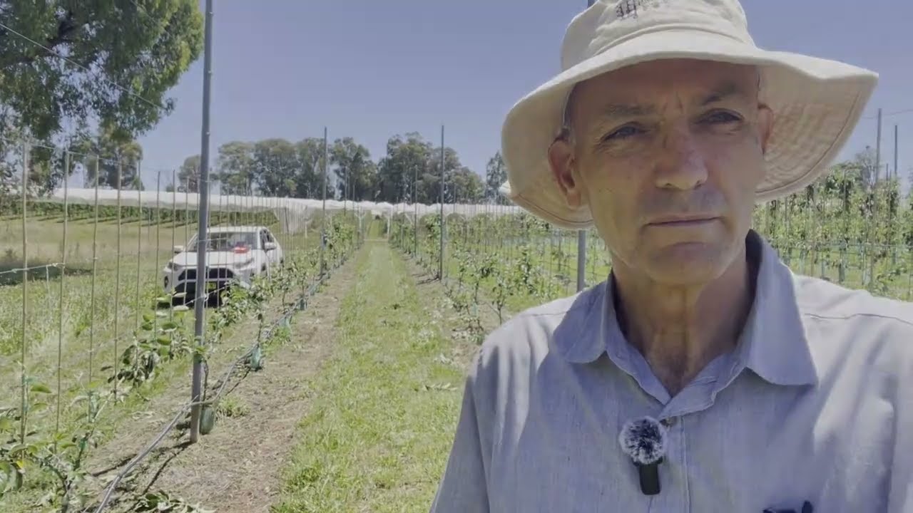 Narrow Orchard Systems Batlow Early Summer 2024 Update