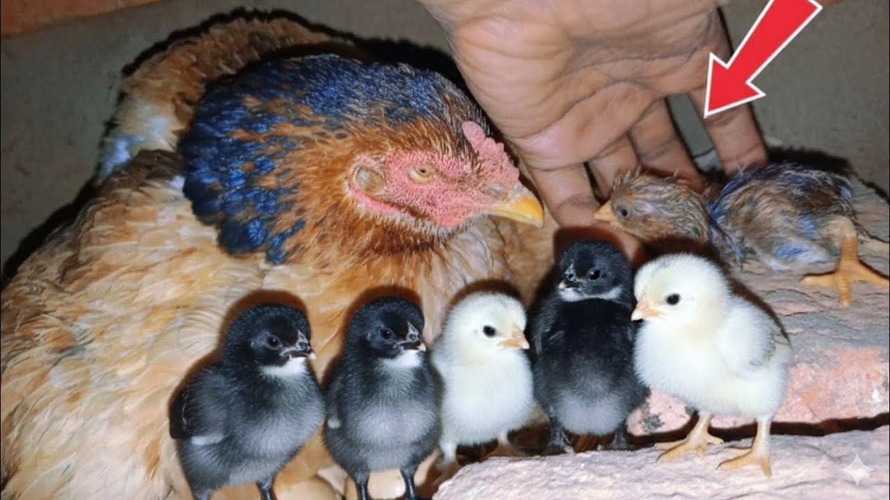 Murgi Ke Bacche Nikle! 🐣 Dekhiye Pyari Family ki Pehli subah!