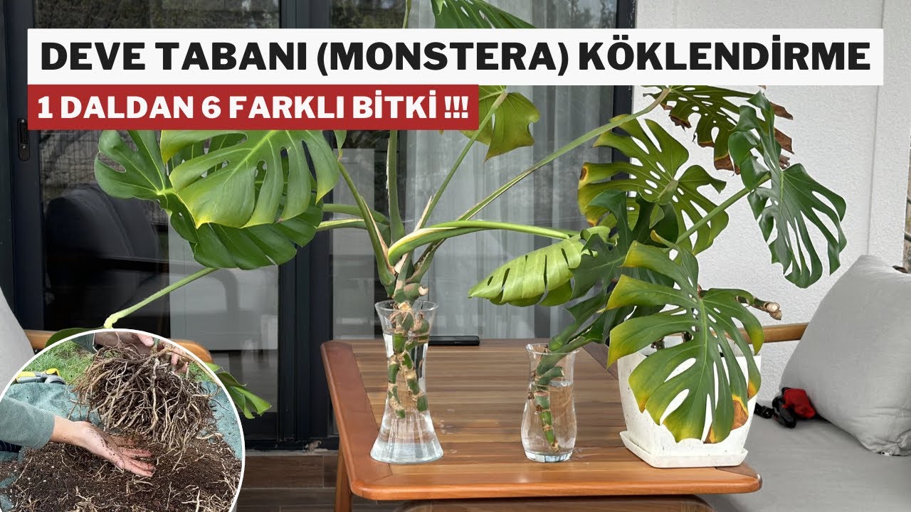 Monstera - Deve Tabanı Çoğaltma Köklendirme & En İyi Toprak Karışımı