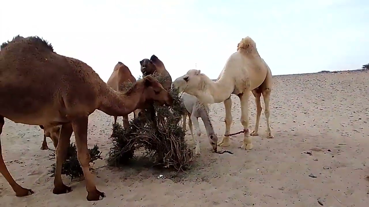 Aaj ka block Nahin dekha to kuchh Nahin dekha 😌😌#video #saudiaarbia #camel 