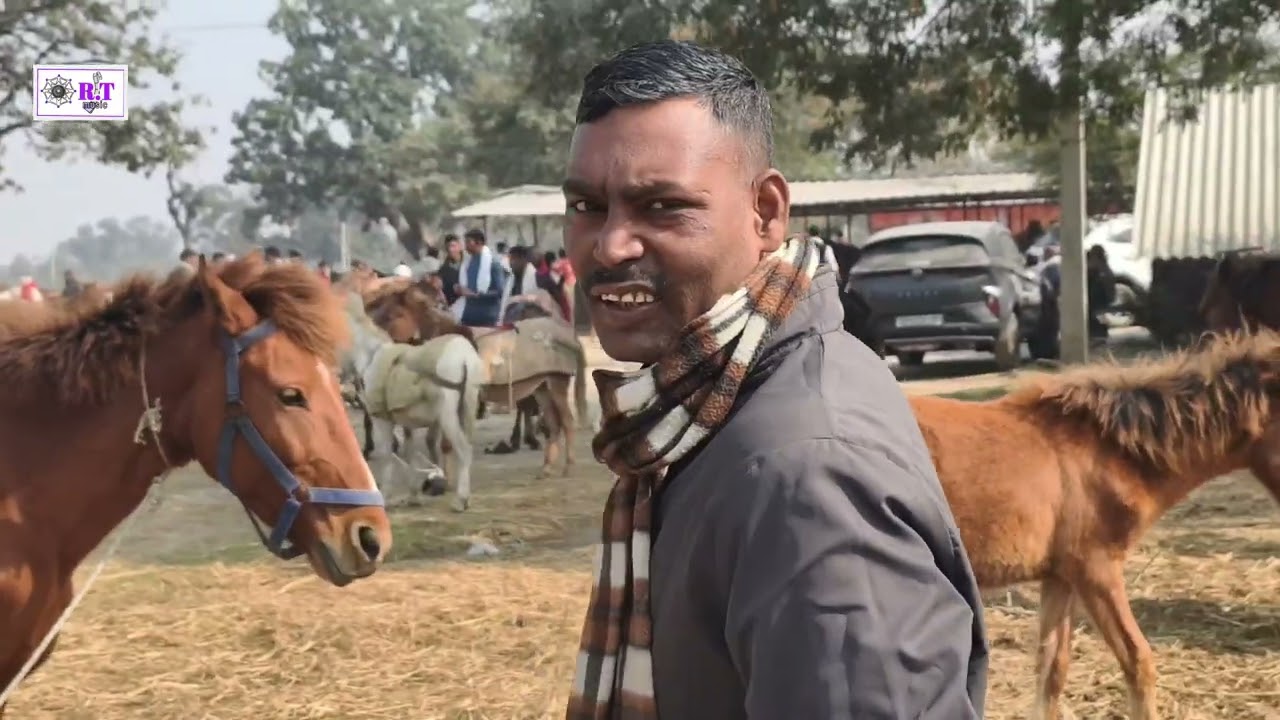 #चौसामेलामंडी में मकरसंक्रांति के शुभ अवसर पर गया एवं घोड़े का मेलालगाहुआहै #chausa_pashu_mela_Mandi