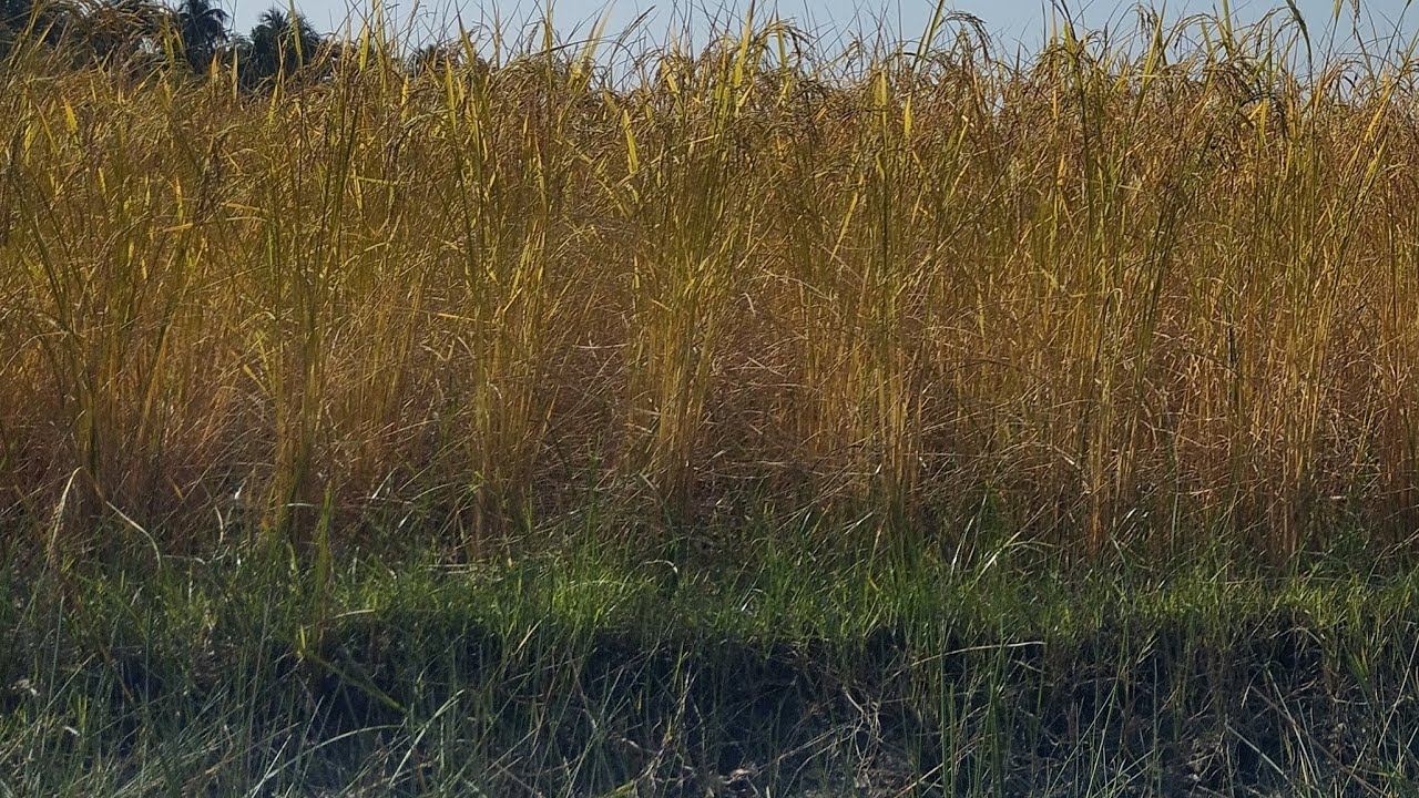 গ্রামের ফসলের দৃশ্য! 🌾