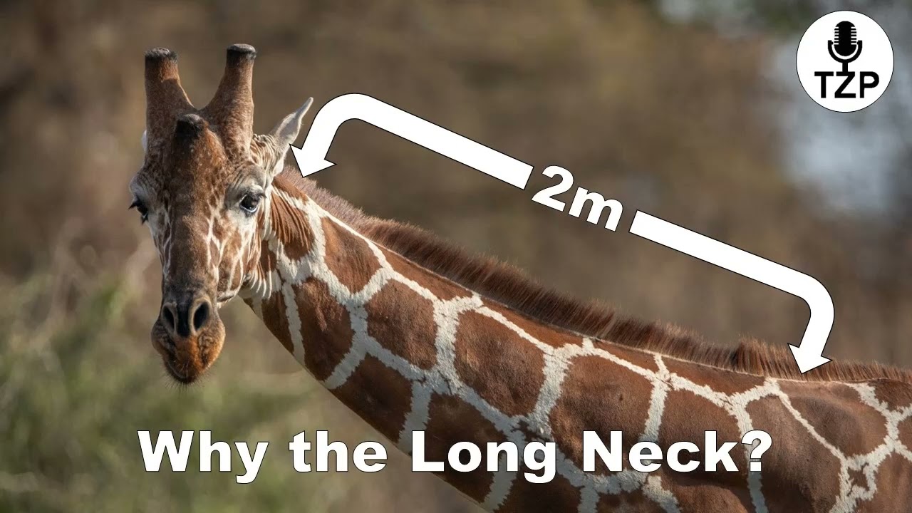 Why Do Giraffes Have Long Necks?