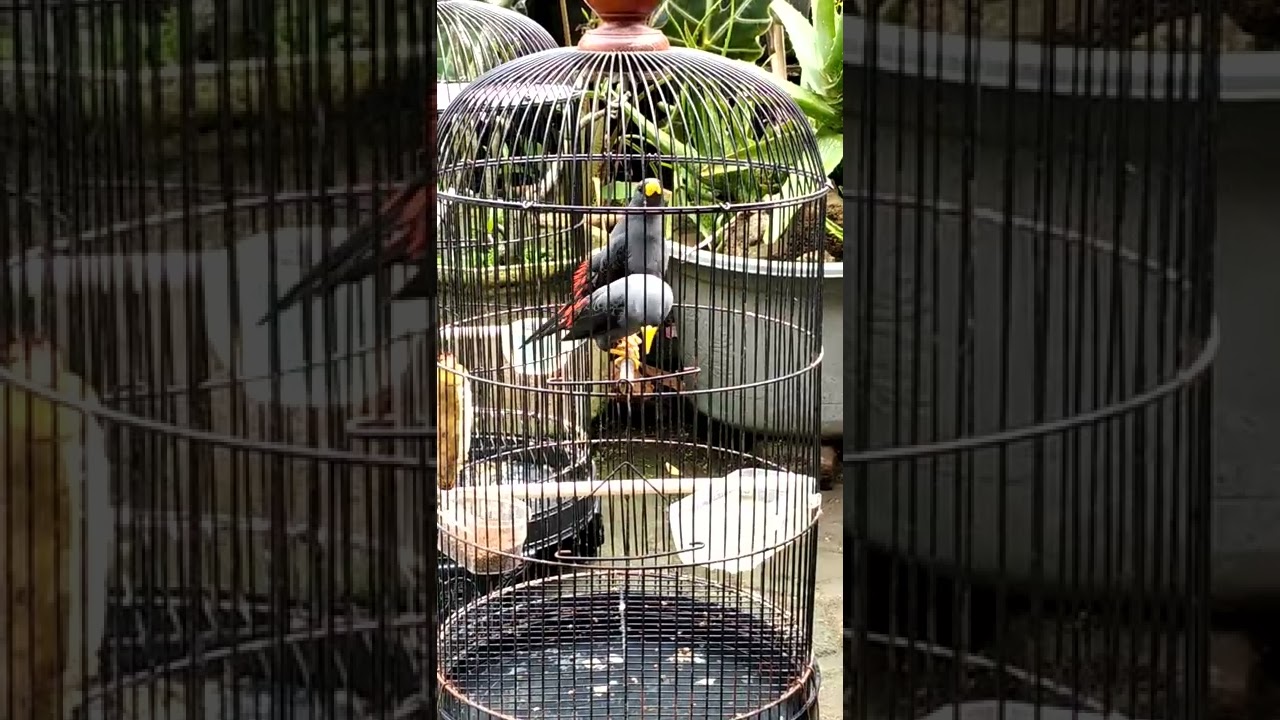 pancingan rio rio agar gacor teler Part 2... sambil di siulin sm kita yah!!!