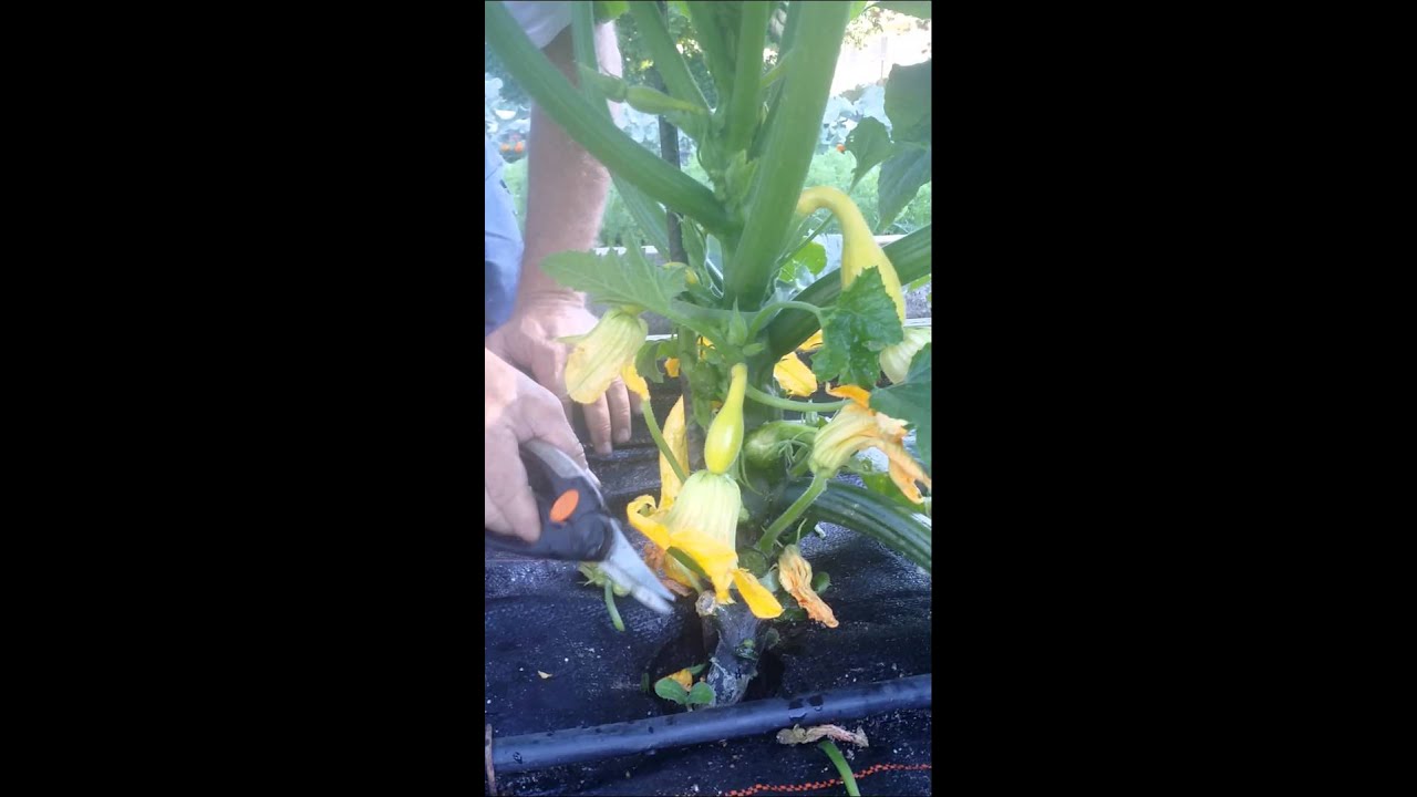 Trimming vertical summer squash