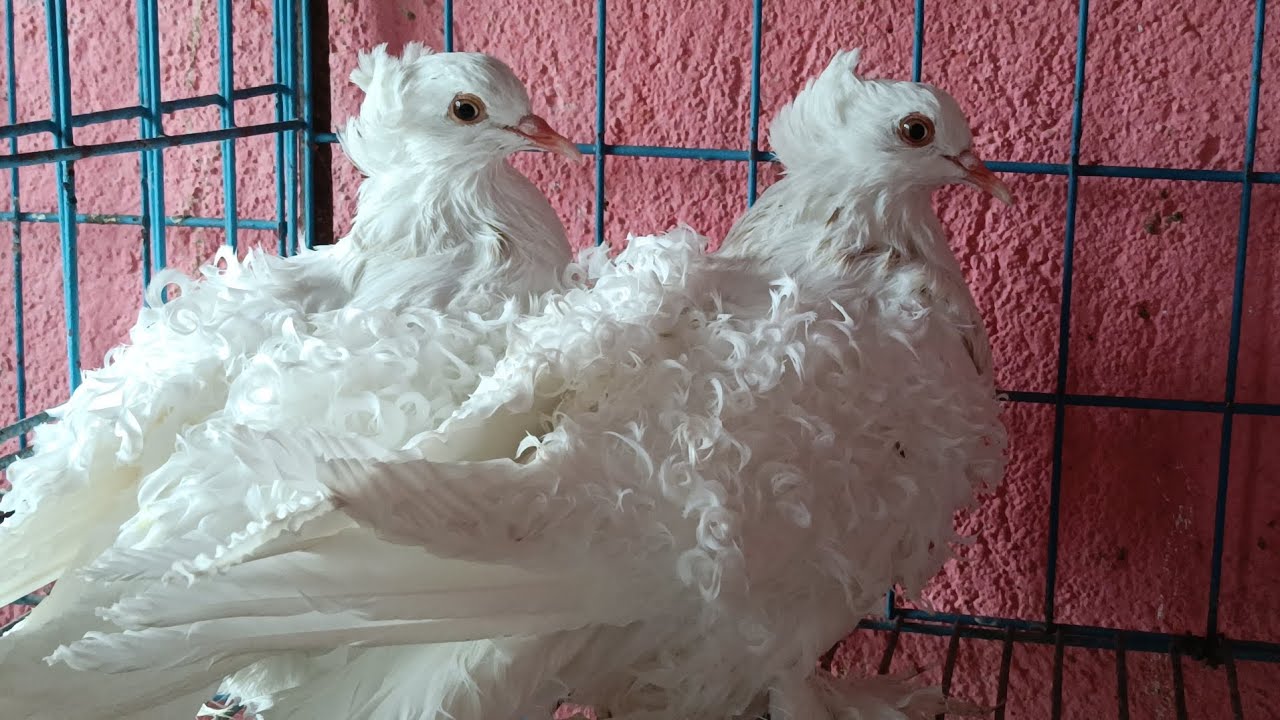 সমস্ত কবুতর হাত বদল করা হবে 