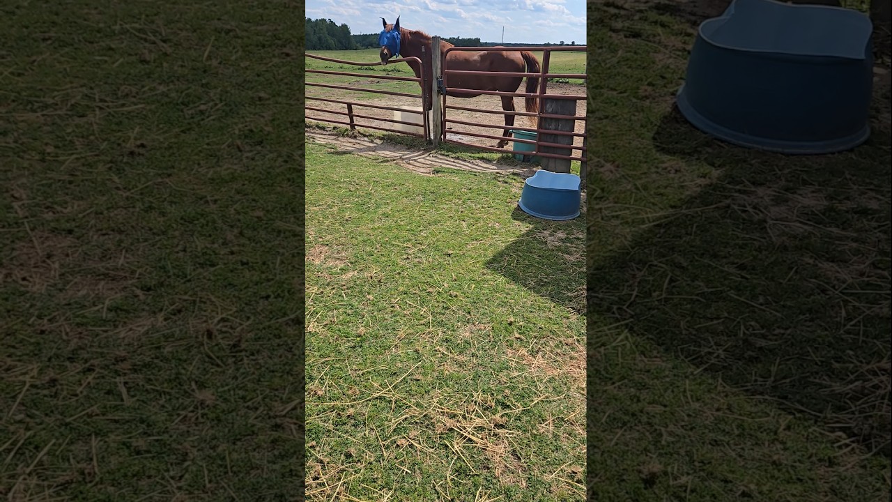 Zodie shanagins... Check out his story at spurnuphope.com  #spurnuphope #dustyspurfarm #Zodie