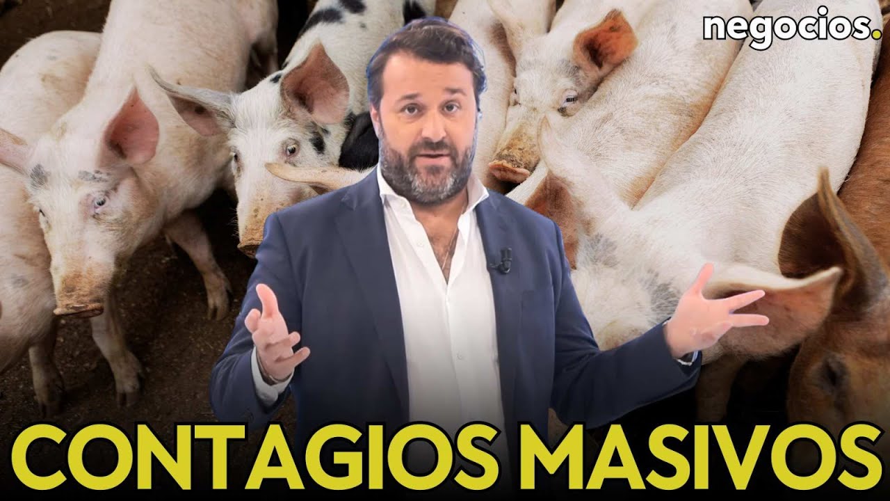 Contagios masivos y riesgo a las exportaciones: la gripe porcina pone en alerta la sanidad española