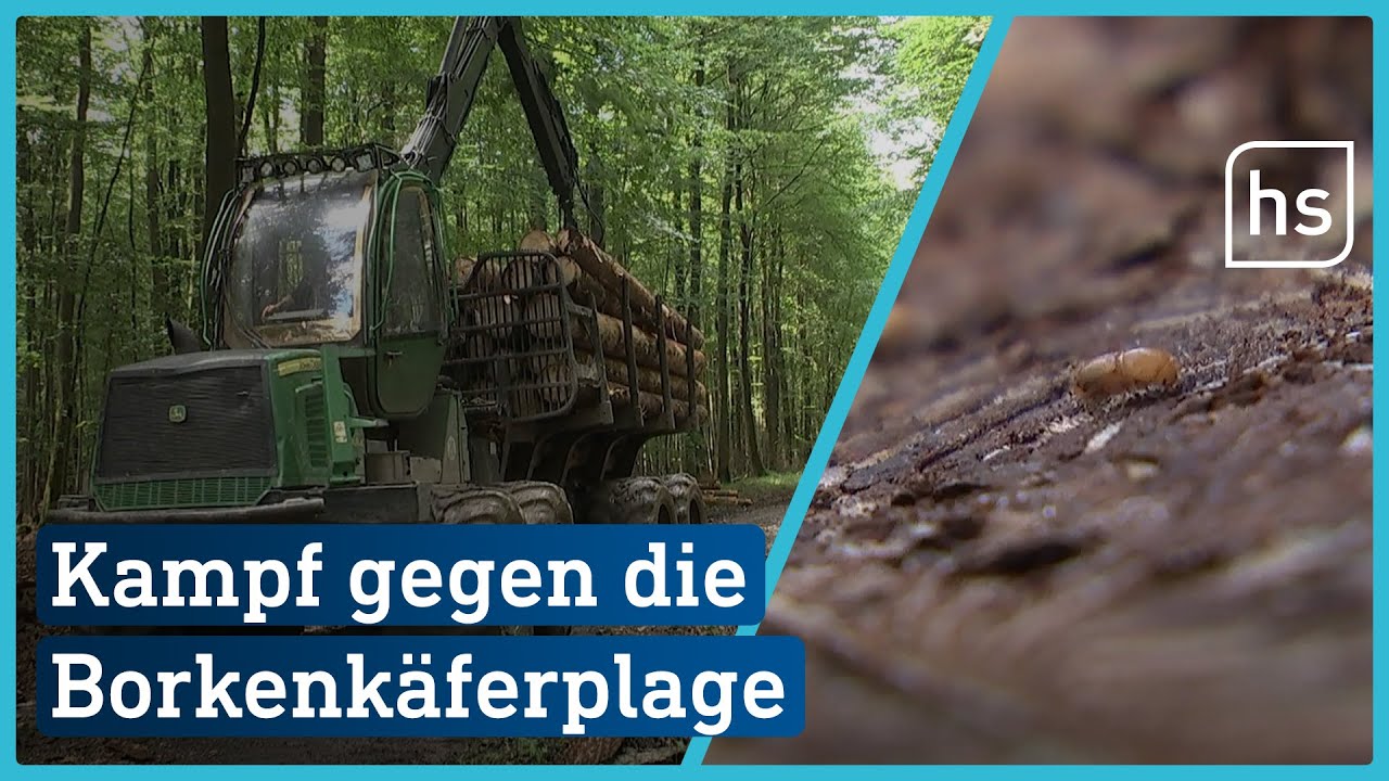 Wegen Borkenkäfer: Marburger Bäume werden gefällt | hessenschau