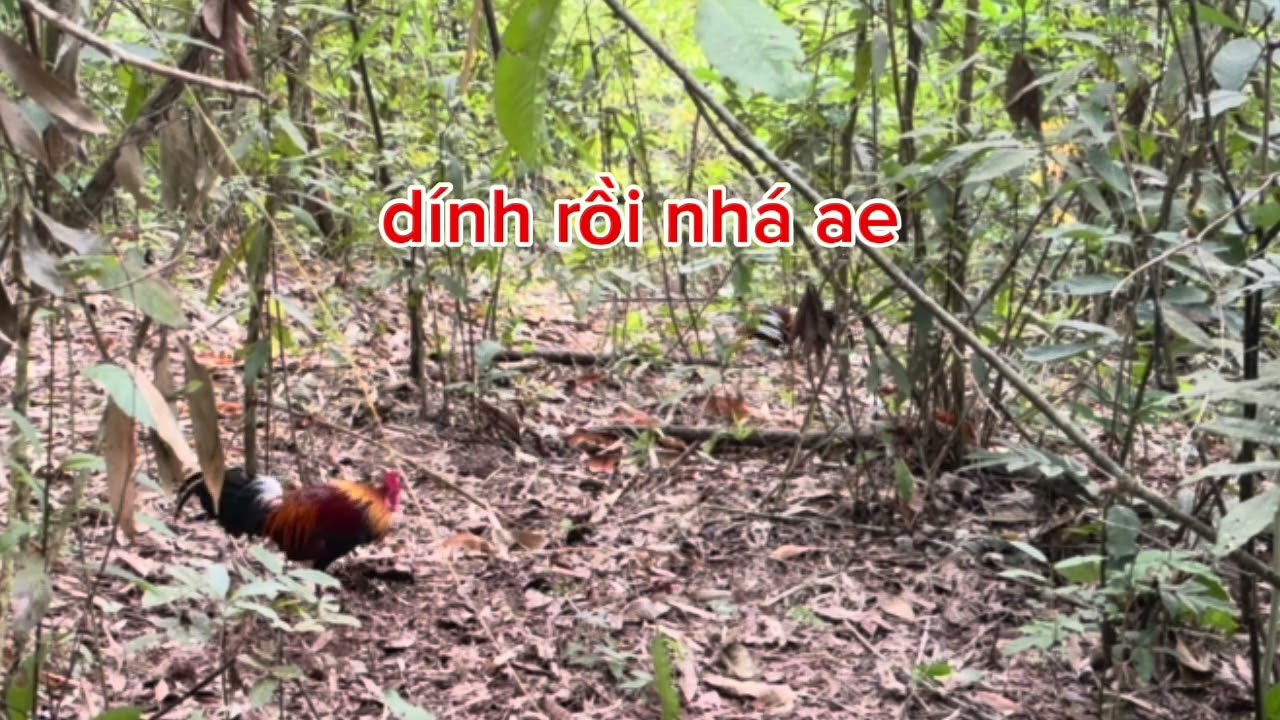 bẫy gà rừng bổi tơ lập công bổi già / cuab qaib qus mag zoo heev 24/ 12 / 2025