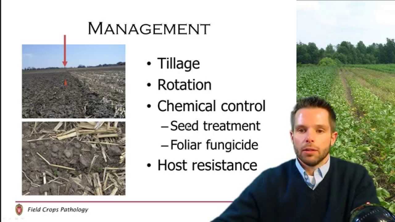 Corn Disease Management (2/5)