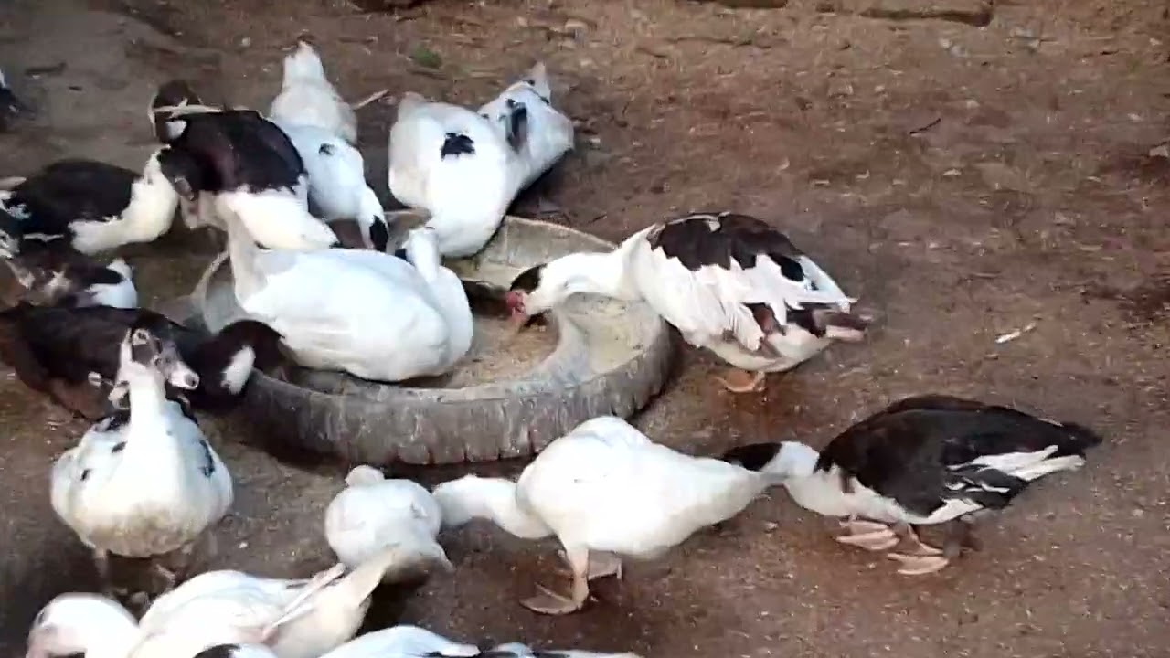 Nagpakain Po tayo....