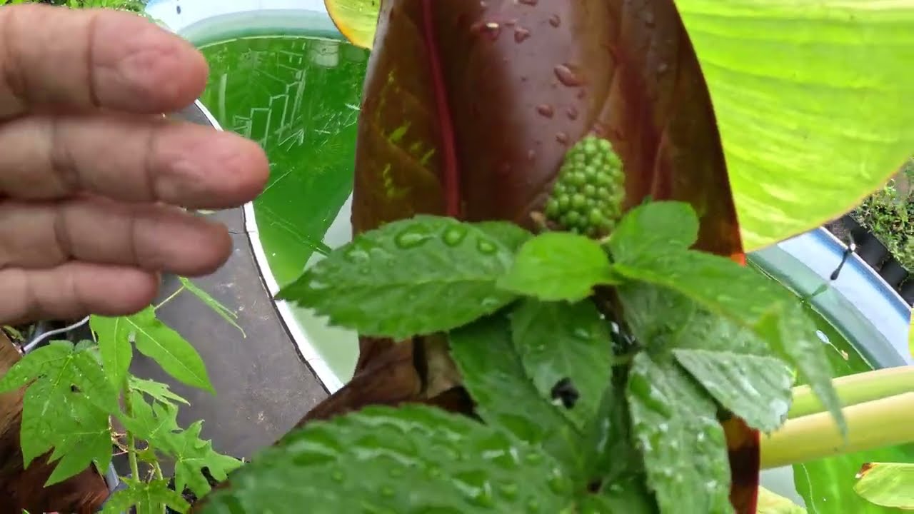 NEW DELICIOUS Blackberry Suri Gigante cutting from the mother plant ready to produce fruit!!