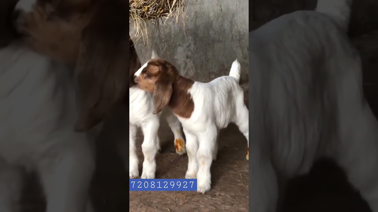 African Boer male and female kids available for sell #7208129927