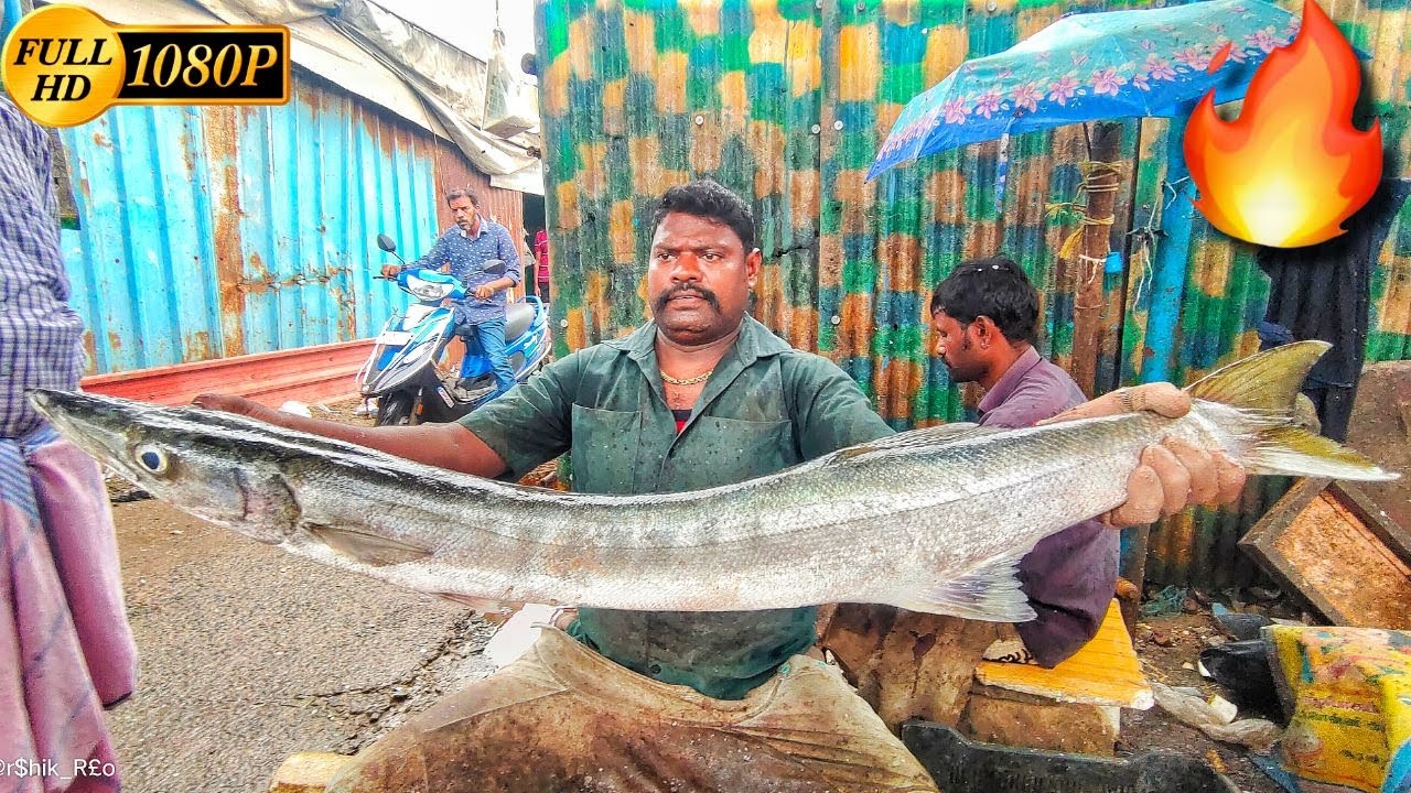 KASIMEDU 🔥SPEED SELVAM | $20 20KG BIGGEST BARRACUDA FISH CUTTING🐟 | FISH CUTTING SKILL