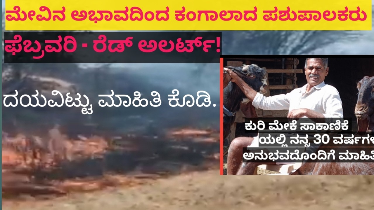 ಮೇವಿನ ಅಭಾವದ ರೆಡ್ ಅಲರ್ಟ್ - ಫೆಬ್ರವರಿ