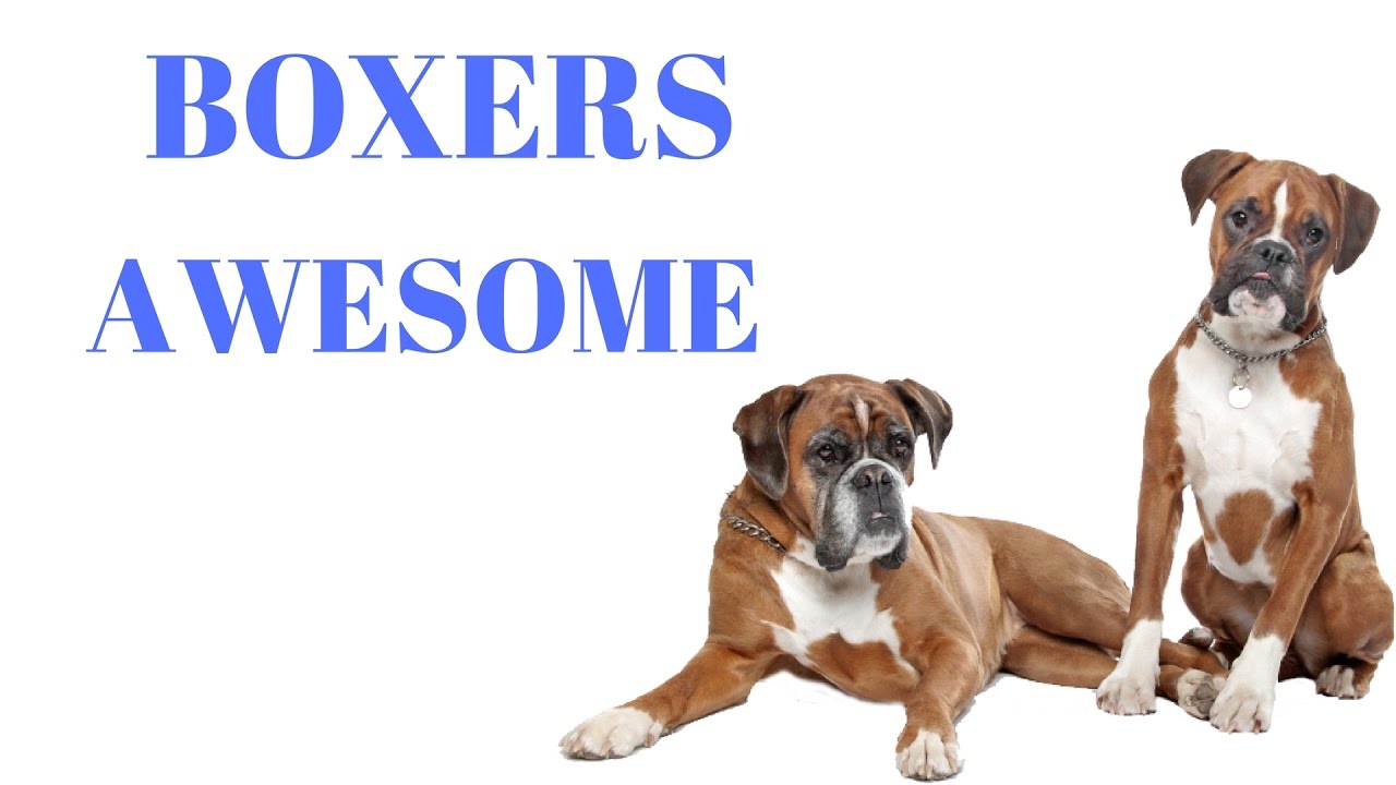 BOXERS Are Awesome: BOXERS Life Compilation