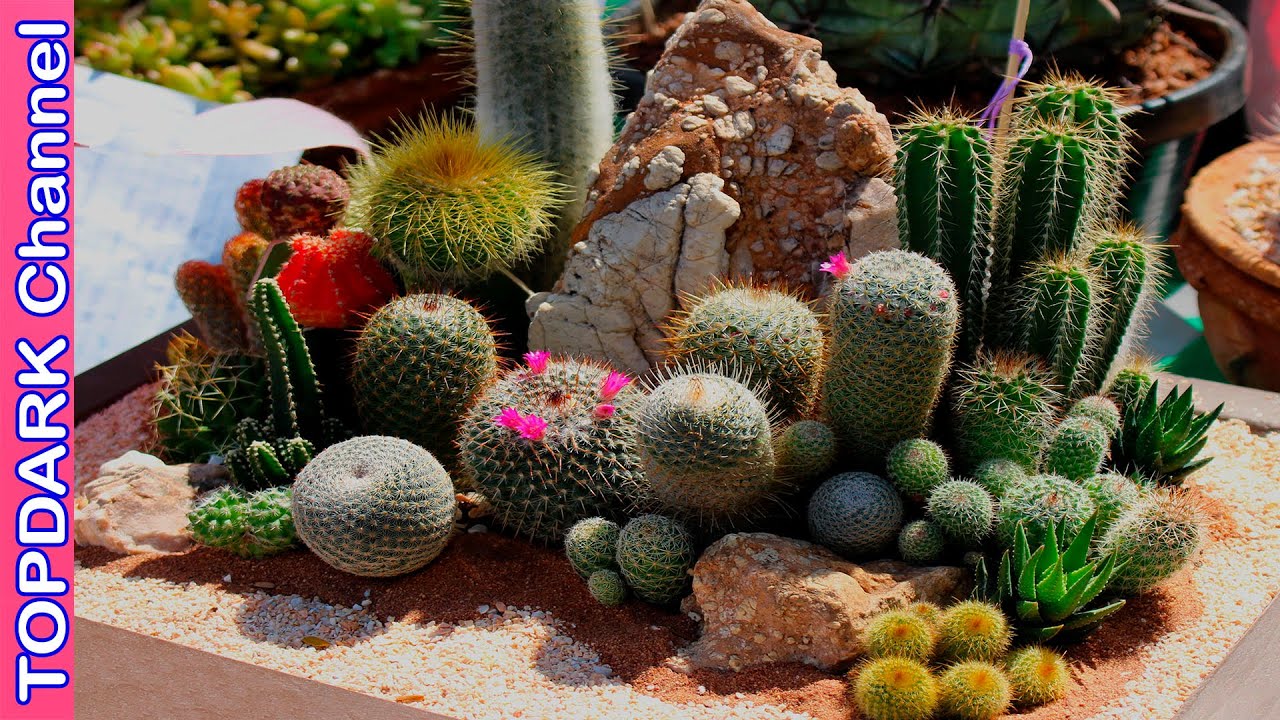10 Cactus de f&aacute;cil mantenimiento utilizados en jardines