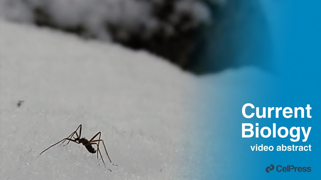 Snow flies amputate their legs to survive in cold / Curr. Biol., Sept. 26, 2023 (Vol. 33, Issue 21)