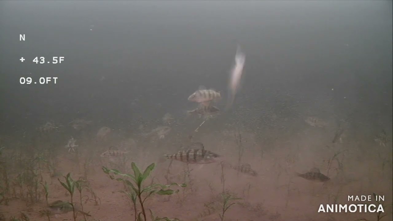 slab grabber perch frenzy