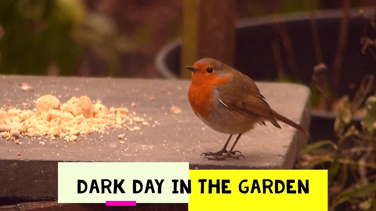 British Garden Birds in Winter - Watch Them Gather at the Feeders