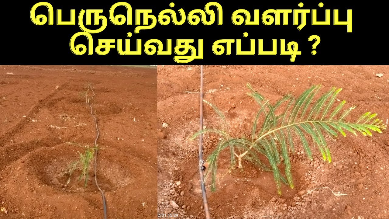 இயற்கை விவசாய நெல்லிக்கனி வளர்ப்பு,சாகுபடி- Organic Amla farm -verukku neer