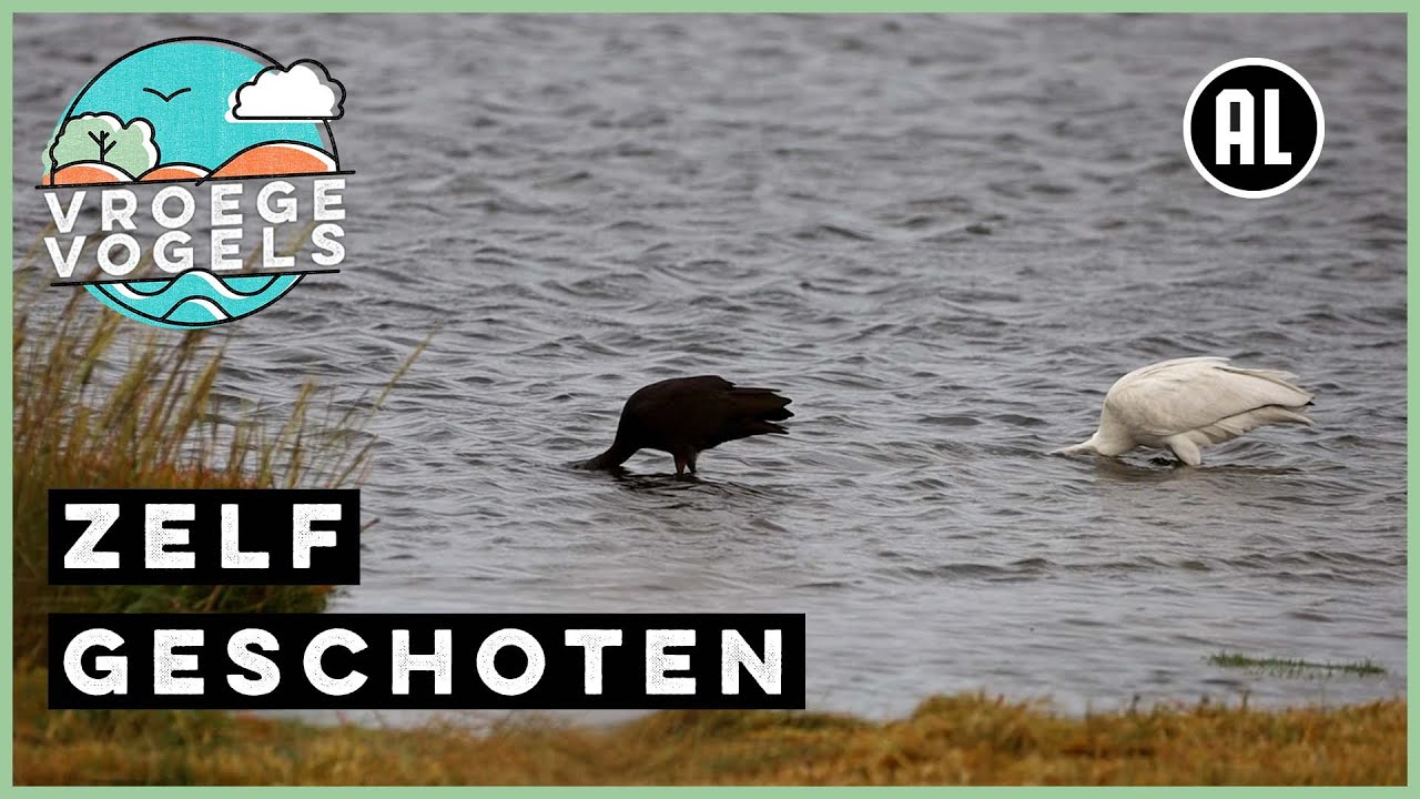 Zwarte ibis en lepelaar | Zelf Geschoten | Vroege Vogels