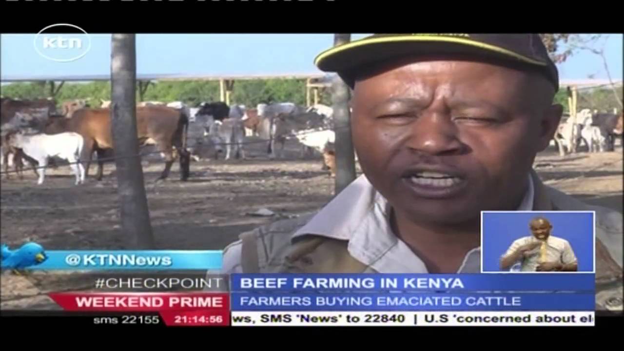 The different way enterprising Kenyans are venturing into beef farming