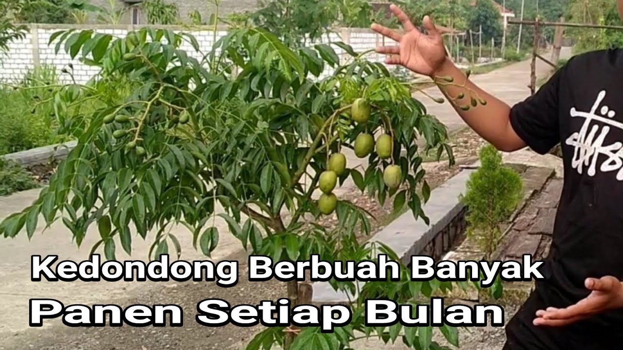 Pemangkasan Kedondong yang benar Agar Banyak Buahnya. Anti Gagal 100% berhasil